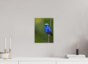 Scarlet Stockings, Red-legged Honeycreeper