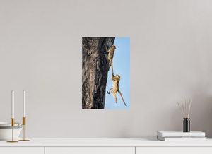 King of the Swingers, Baboon