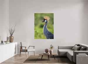 Glamour, Crowned Crane