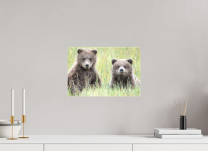 Curiosity, Alaskan Brown Bear Cub