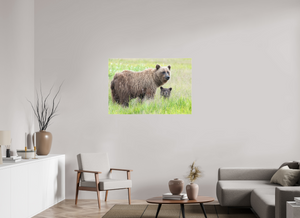 Limited Visibility, Alaskan Coastal Brown Bear