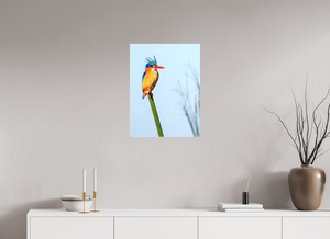 Mohawk, Malachite Kingfisher