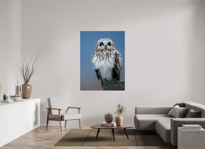 Intensity, Short-eared Owl