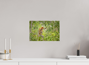 Treetop Lullaby, Proboscis Monkey