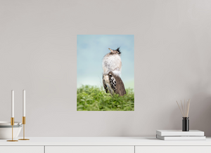 Spring Fancy, Kori Bustard