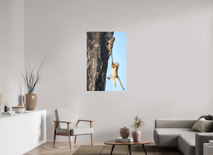 King of the Swingers, Baboon