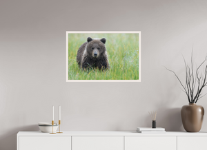 Teddy Bear Shower, Alaskan Brown Bear Cub