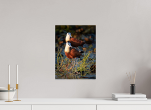 Signs of Spring, African Jacana