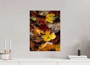 Leaf Litter, Croatia