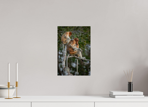 Hair Salon, Proboscis Monkeys