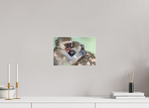 Primal Emotion, Vervet Monkey