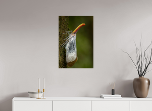 Pinocchio, Lanternfly