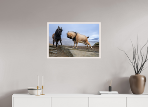 Billy Goat's Gruff, New Zealand