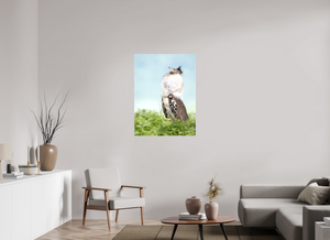 Spring Fancy, Kori Bustard