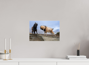 Billy Goat's Gruff, New Zealand