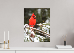 Scarlet Decor, Cardinal