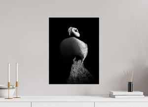 Shadow Play, Tufted Puffin