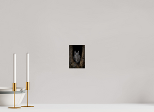 Observation, Pacific Screech Owl