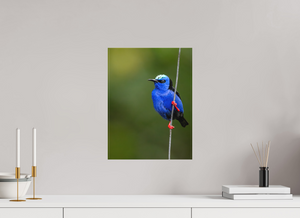 Scarlet Stockings, Red-legged Honeycreeper