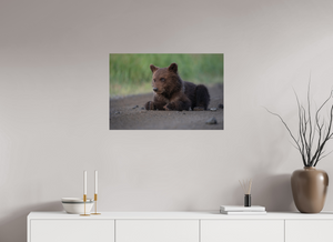 Contemplation, Alaskan Coastal Brown Bear Cub