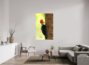 Exclamation, Pale-billed Woodpecker