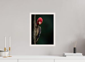 Dissatisfaction, Pale-billed Woodpecker