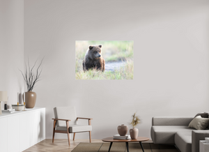 Wonder World, Alaskan Coastal Brown Bear Cub