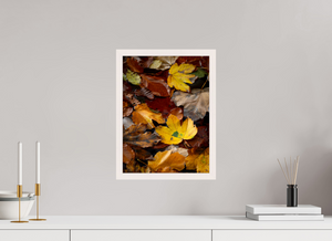 Leaf Litter, Croatia