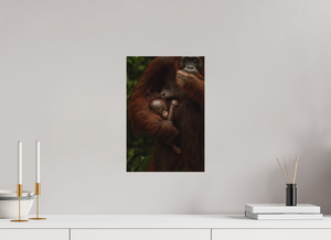 Bonding, Orangutan