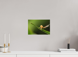 Plumes, Planthopper Nymph