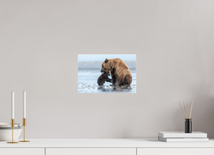 Protection, Alaskan Coastal Brown Bear Cub