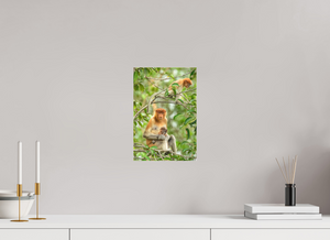 Audacity and Indignation, Proboscis Monkey