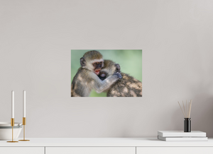 Primal Emotion, Vervet Monkey