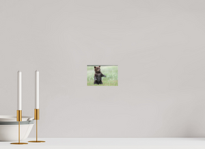 Balancing Act, Alaskan Coastal Brown Bear Cub