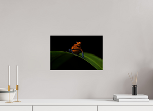 Warning Signs, Poison Dart Frog