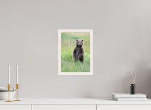 Innocence, Alaskan Coastal Brown Bear Cub