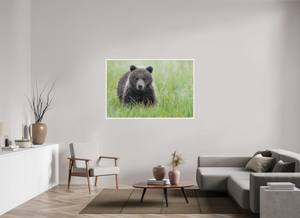 Teddy Bear Shower, Alaskan Brown Bear Cub