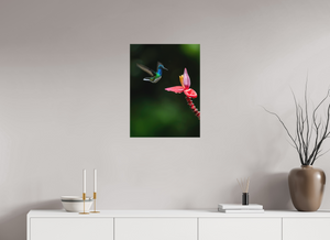 Beauty in Motion, White-Necked Jacobin