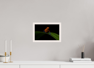 Warning Signs, Poison Dart Frog