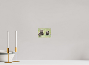 Curiosity, Alaskan Brown Bear Cub