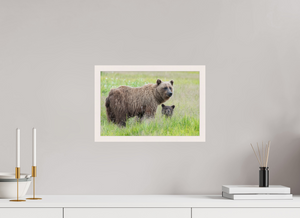 Limited Visibility, Alaskan Coastal Brown Bear