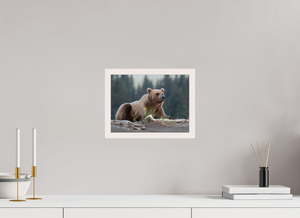 Bears and Blooms, Alaskan Coastal Brown Bear