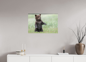 Balancing Act, Alaskan Coastal Brown Bear Cub