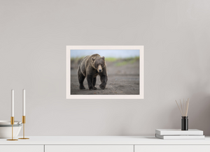 Intimidation, Alaskan Coastal Brown Bear