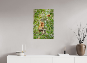 Audacity and Indignation, Proboscis Monkey