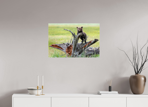 Branching Out, Alaskan Coastal Brown Bear Cub