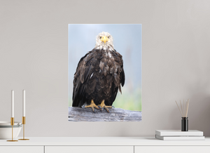Bad Hair Day, Bald Eagle