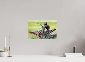 Branching Out, Alaskan Coastal Brown Bear Cub