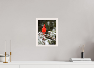 Scarlet Decor, Cardinal