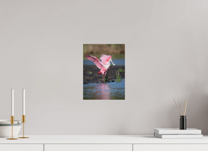 Water Dance, Roseate Spoonbill